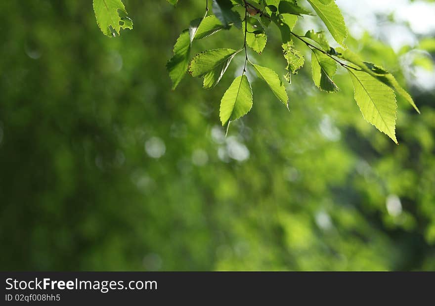 Beatiful green natural background - beech tree branch lit by the sunshine (lovely fresh and refreshing tones)