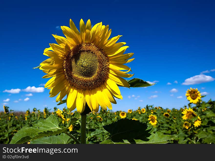 Sunflowers on blue sky background