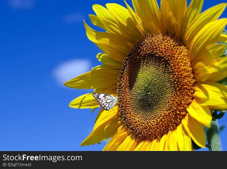 Sunflowers with butterfly on blue sky background