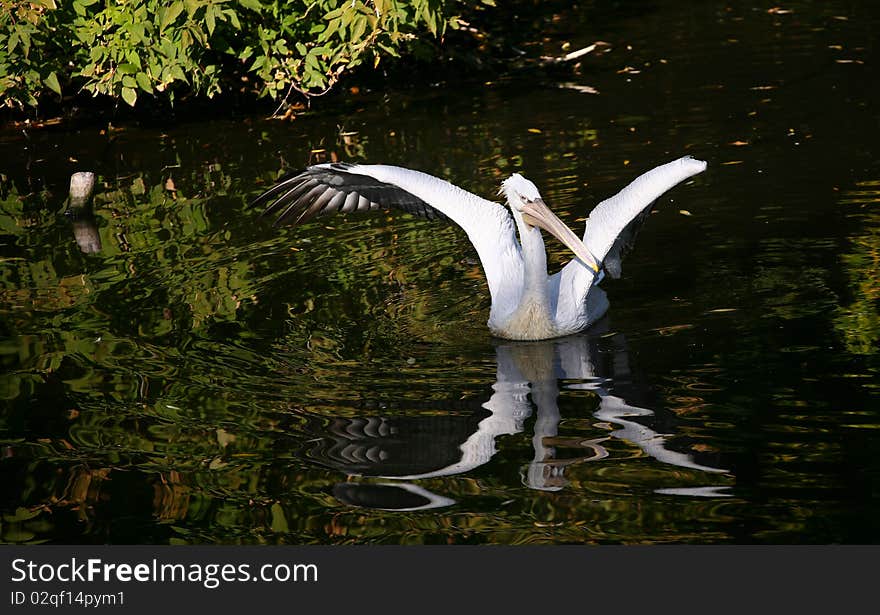 Pelikan with opened wings