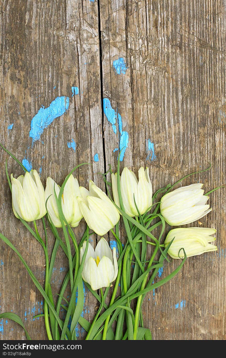 Delicate white flowers on a background of cracked old wooden planks. Delicate white flowers on a background of cracked old wooden planks