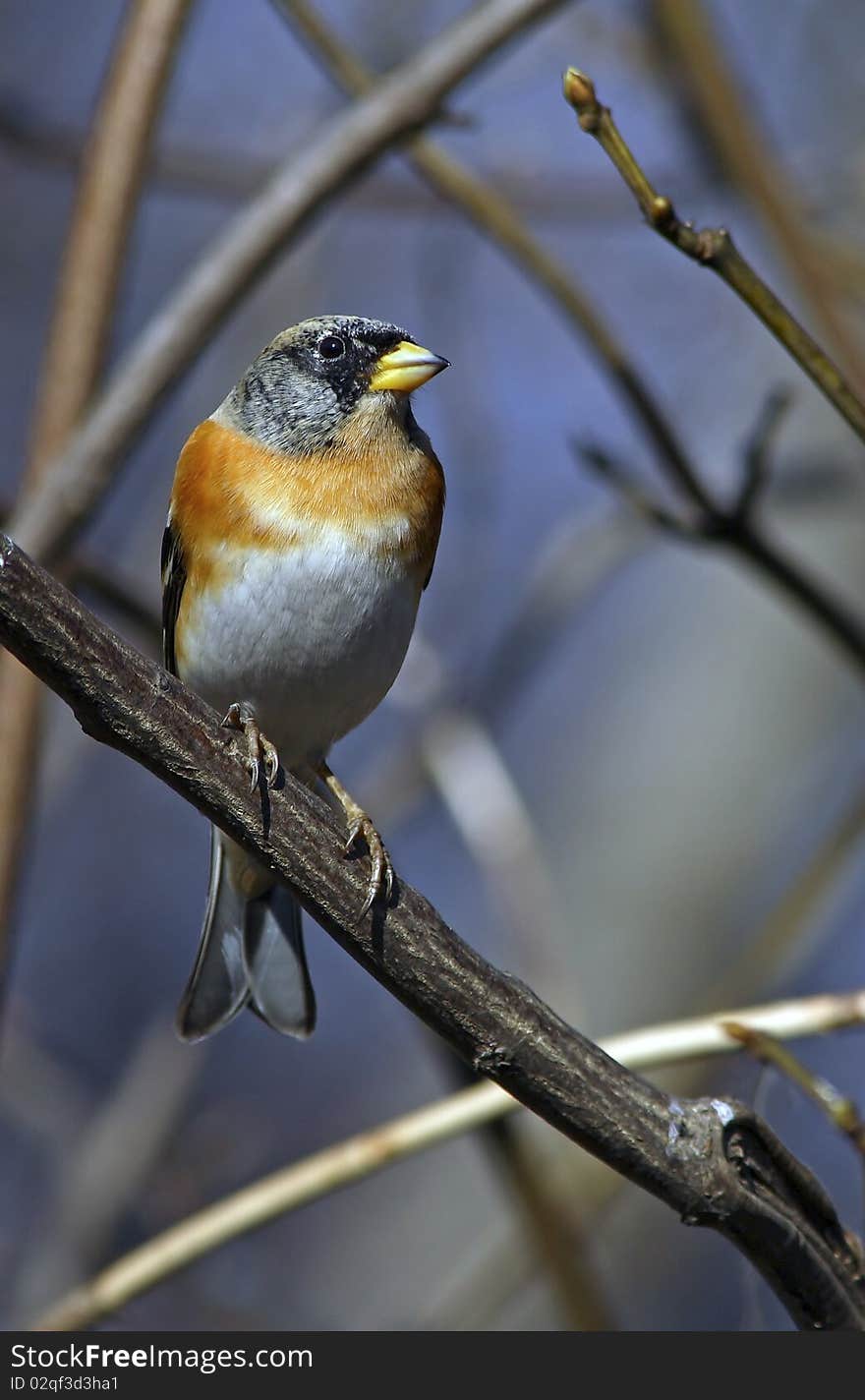 Brambling face to face, on a branch