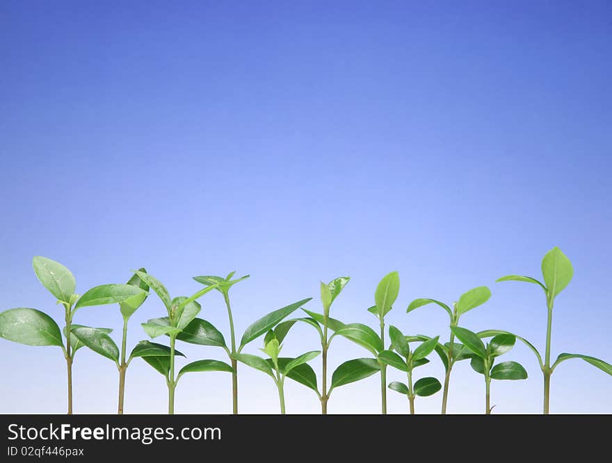 Young Green Leaf and  Blue Sky Copyspace . Young Green Leaf and  Blue Sky Copyspace .