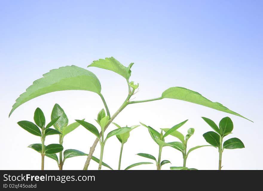 Young Green Leaf and  Blue Sky Copyspace . Young Green Leaf and  Blue Sky Copyspace .