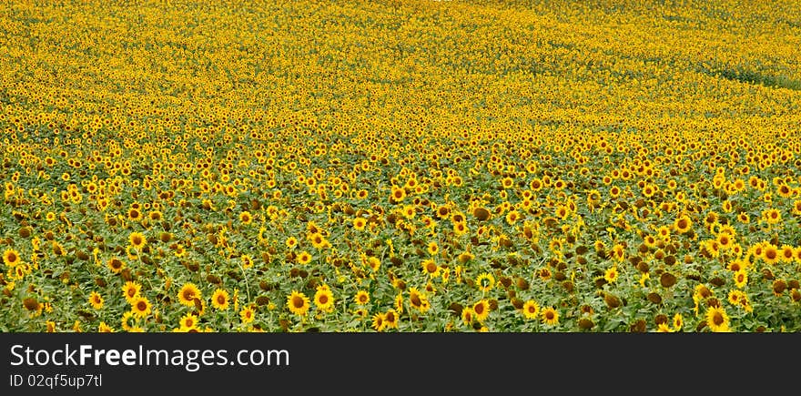 Field With Sunflowers