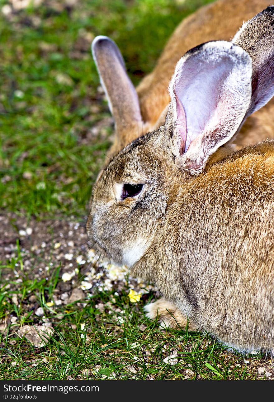 Close-up of a furry rabbit on the lawn. Close-up of a furry rabbit on the lawn