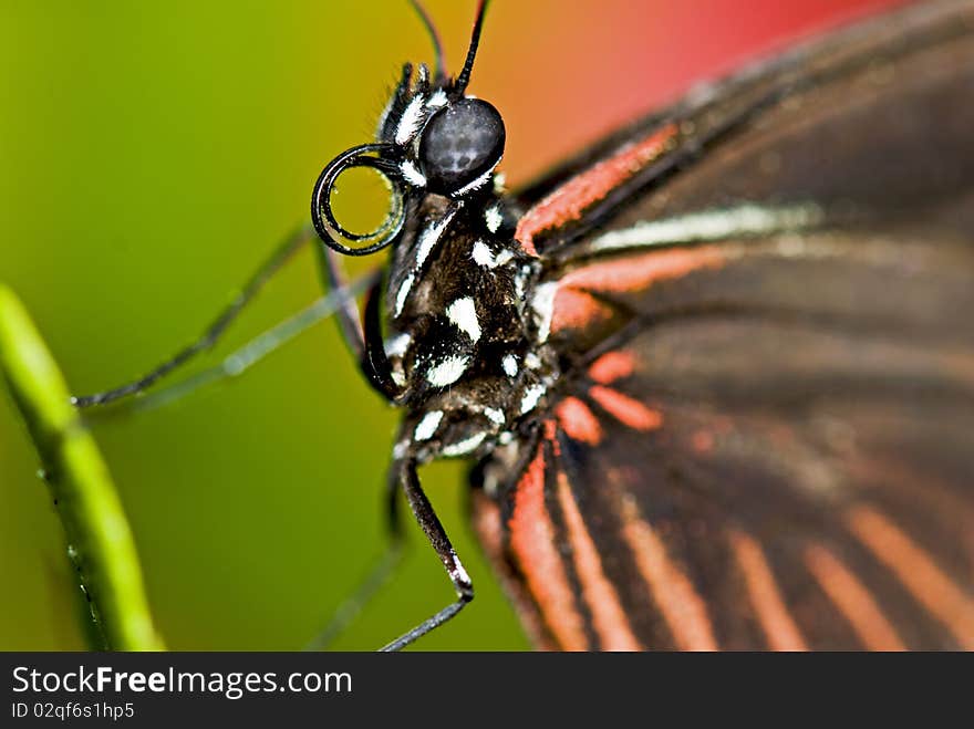 Close-up of a brown and red coloured butterfly with focus on the head and body