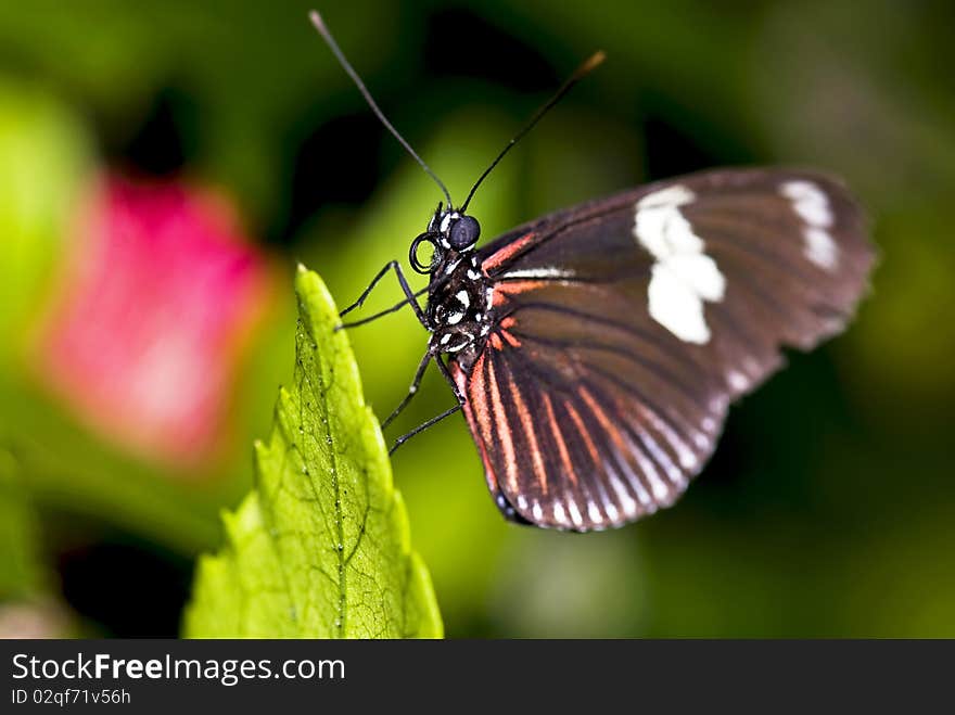 Close-up of a butterfly on the tip of a leave