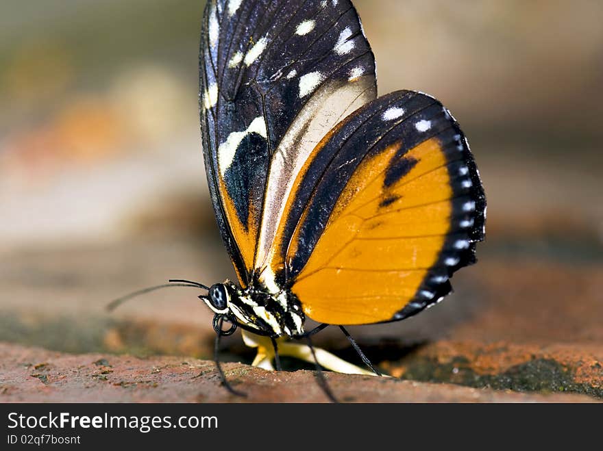 Close-up of a black and orange coloured butterfly