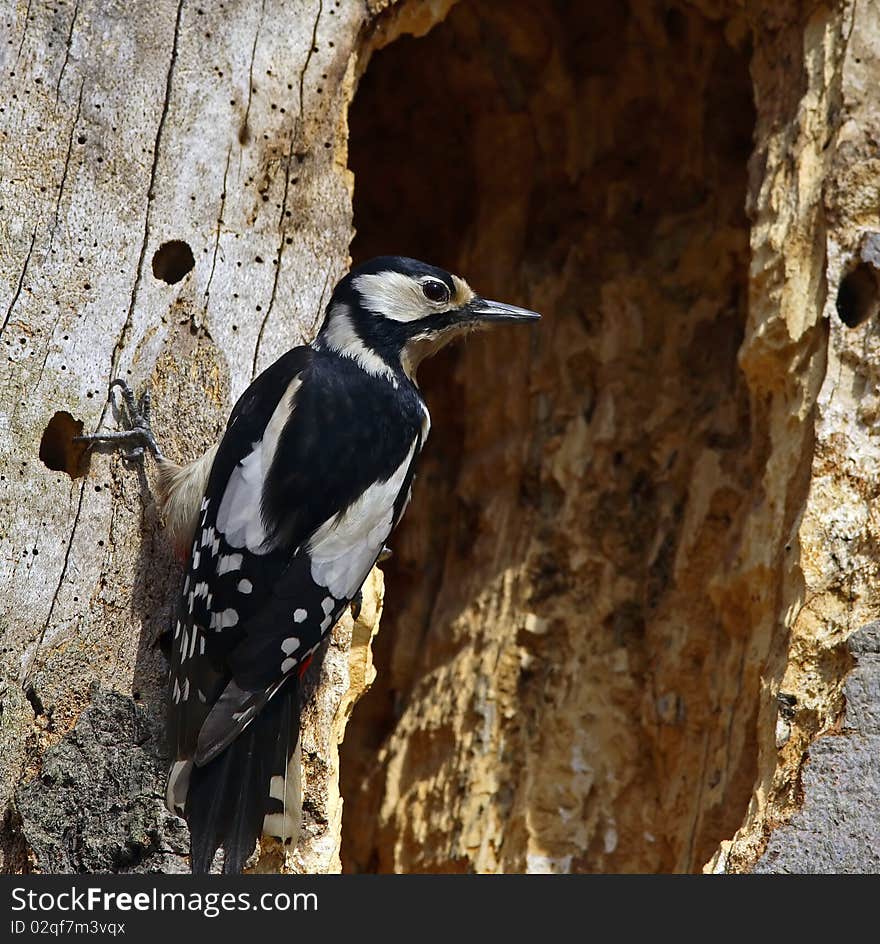 Great spotted woodpecker on a rotten, hollowed tree trunk