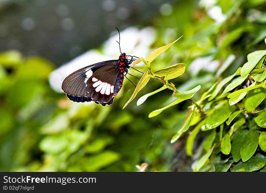 Close-up of a butterfly on the tip of a leave