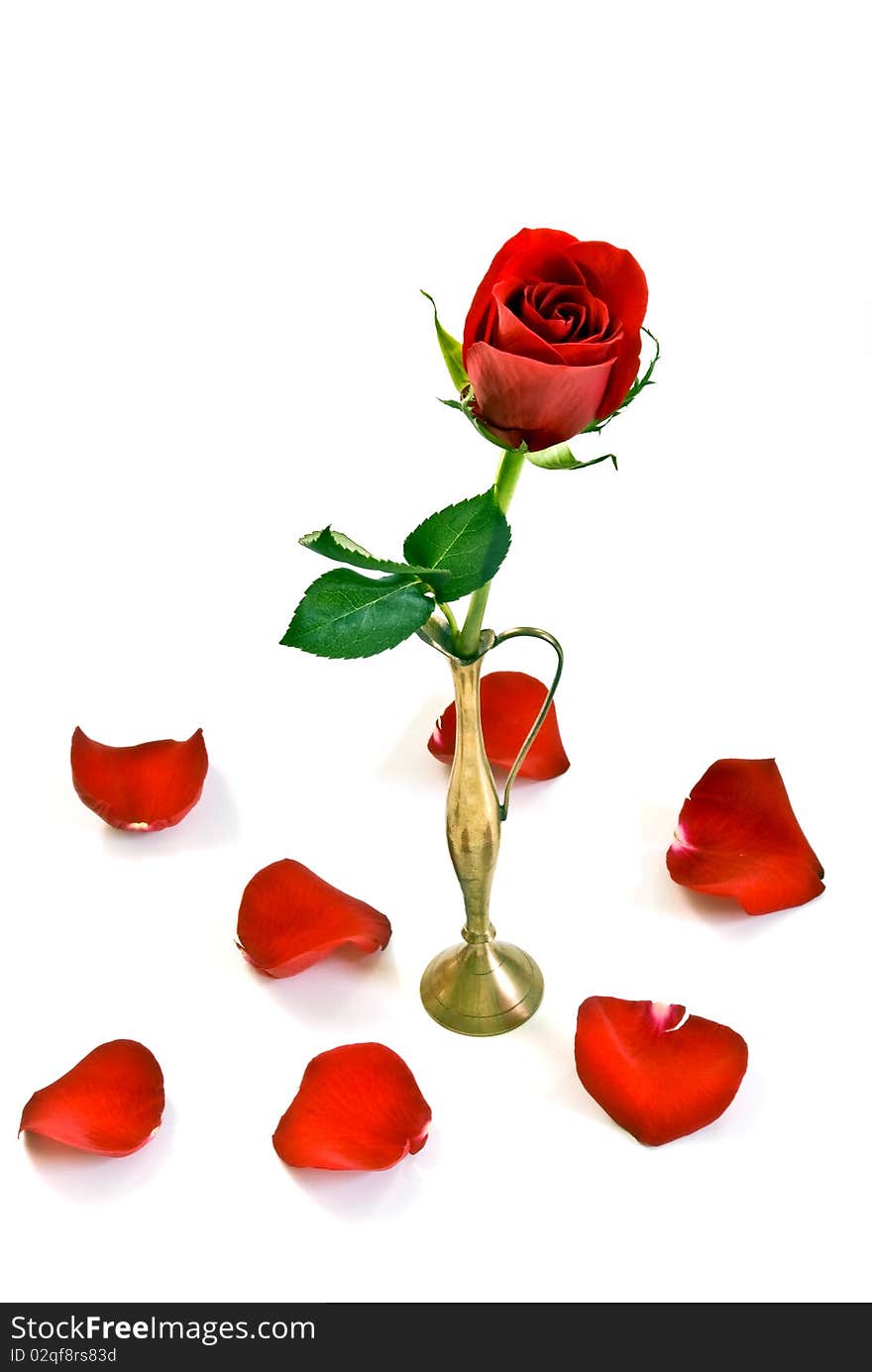 Red rose in vase against white background