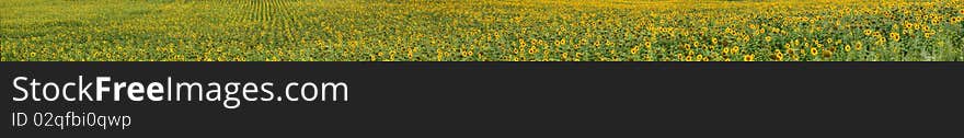 Horizontal view of the field with sunflowers