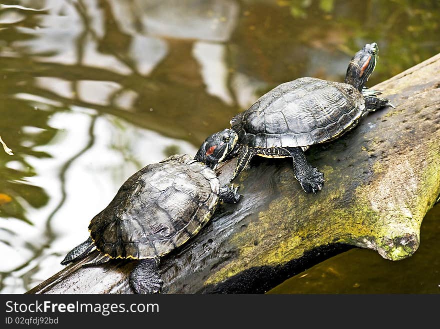 Two turtles in a row at their pond