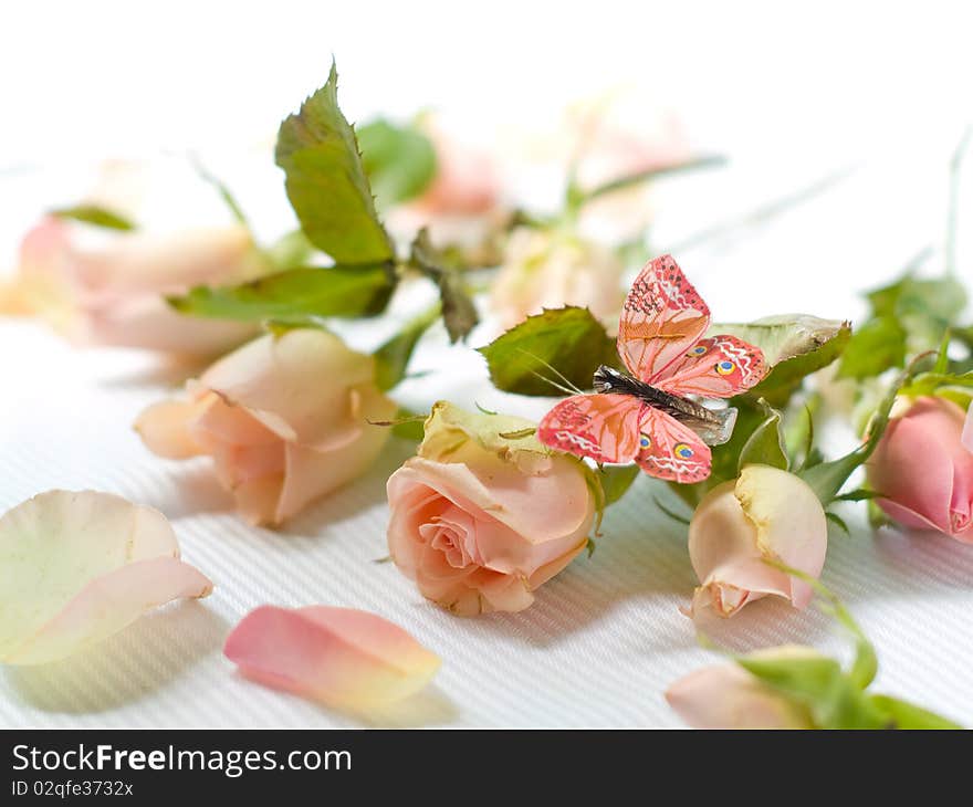 Beautiful pink roses with butterfly