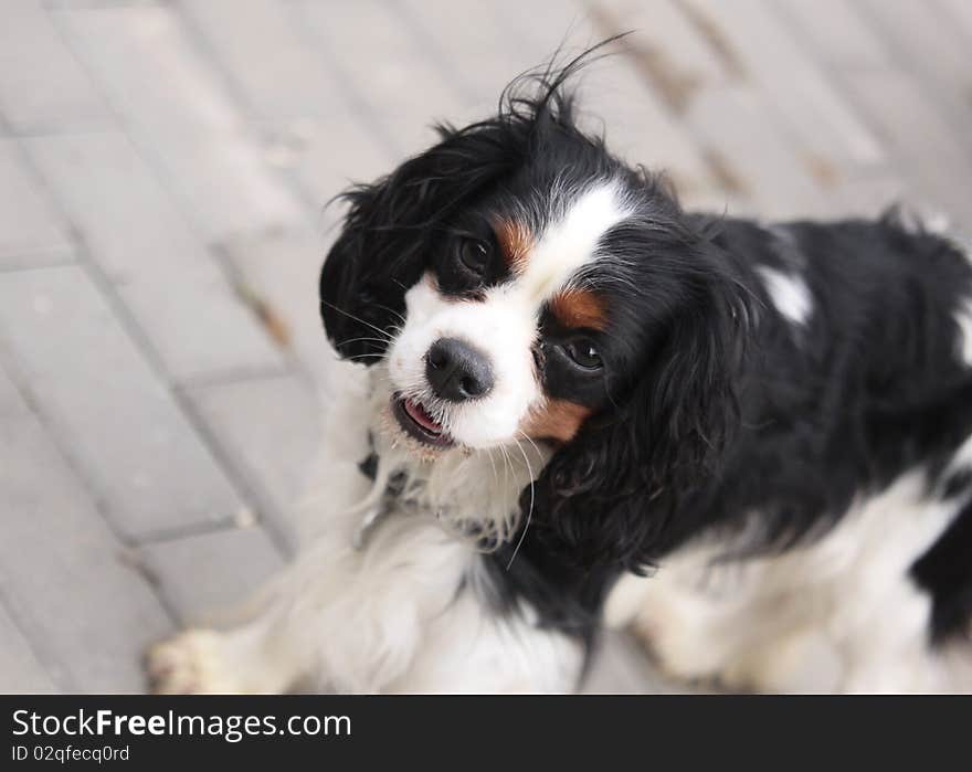 Cavalier king charles spaniel