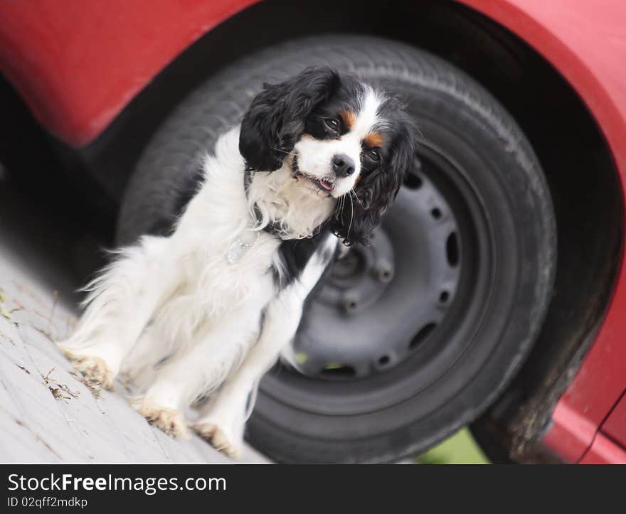 Young dog - cavalier king charles spaniel