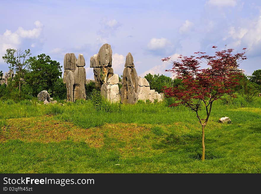 Stone Forest