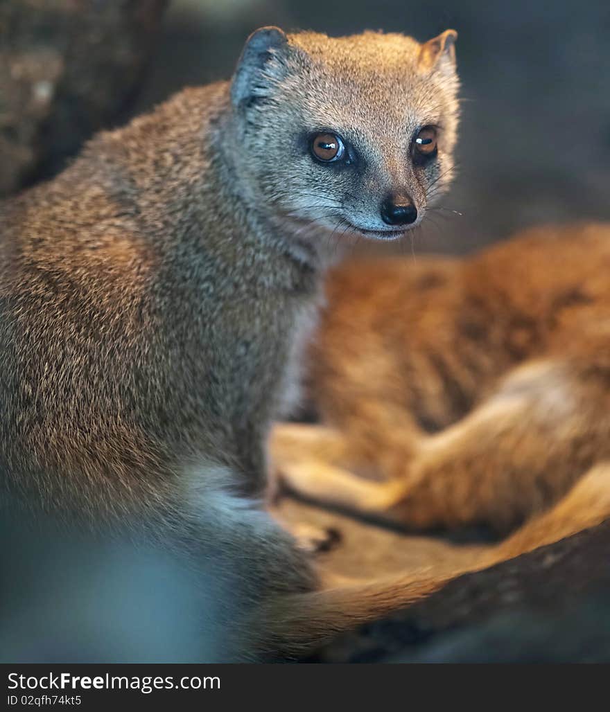 Funny and cute suricate (meerkat) in warm light of a heat lamp