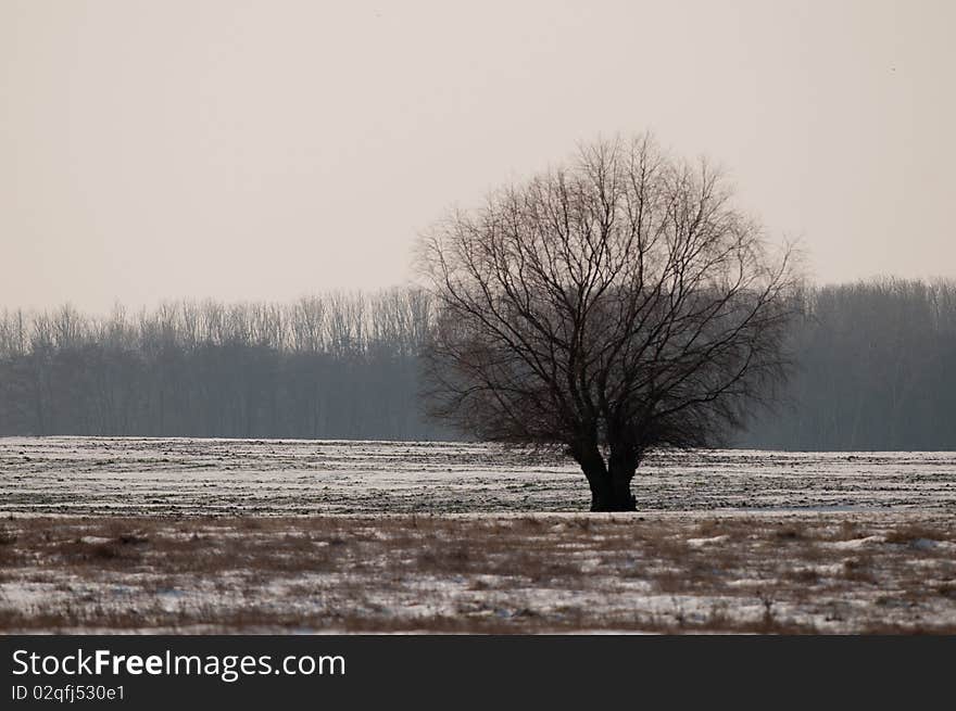 Tree in Winter Landscape