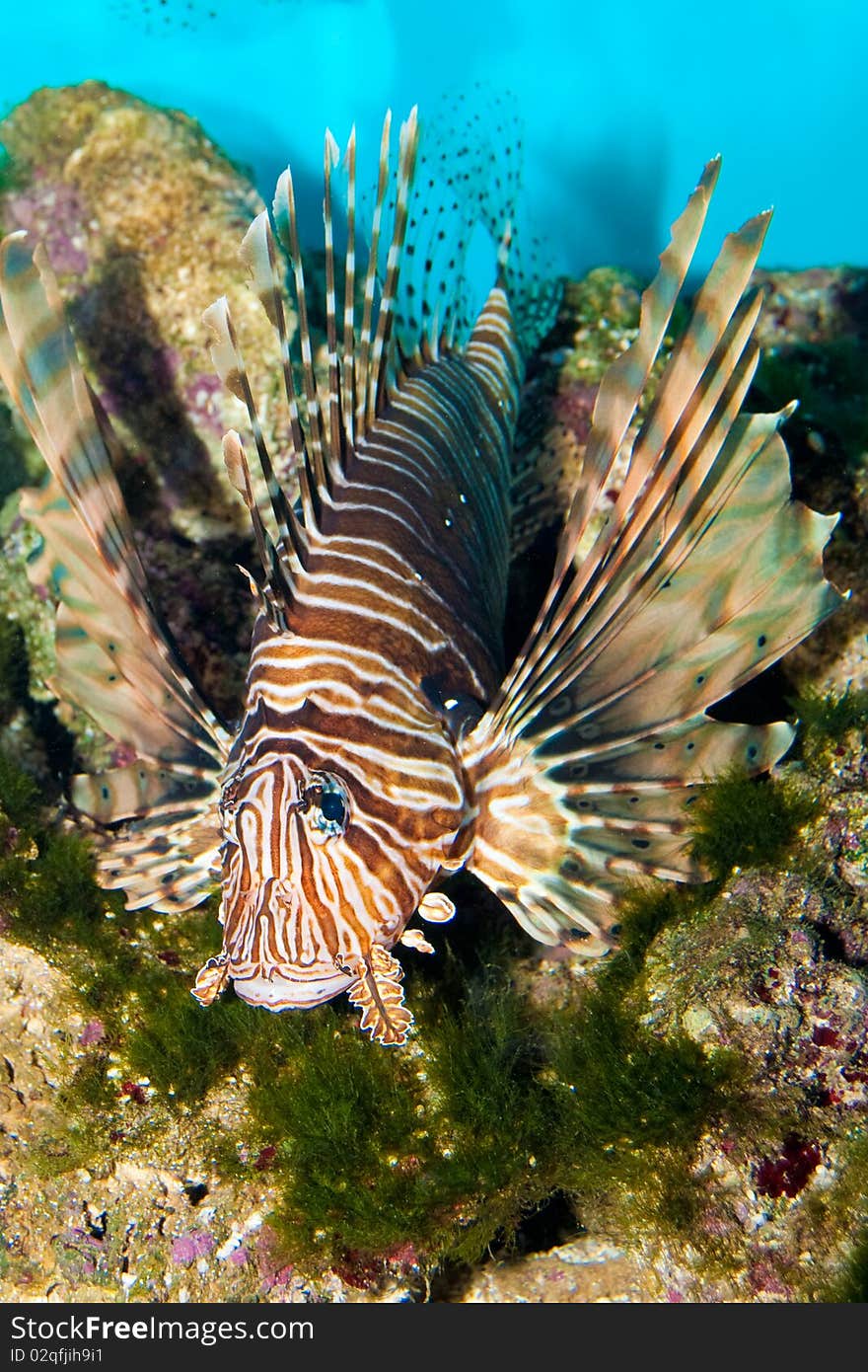 Volitan Lionfish In Aquarium