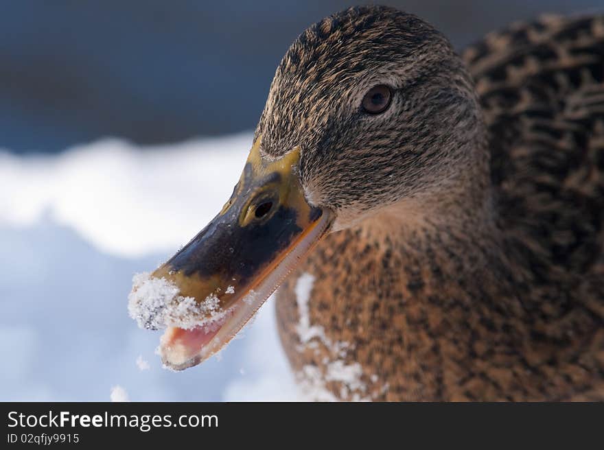 Mallard Duck female portrait in winter