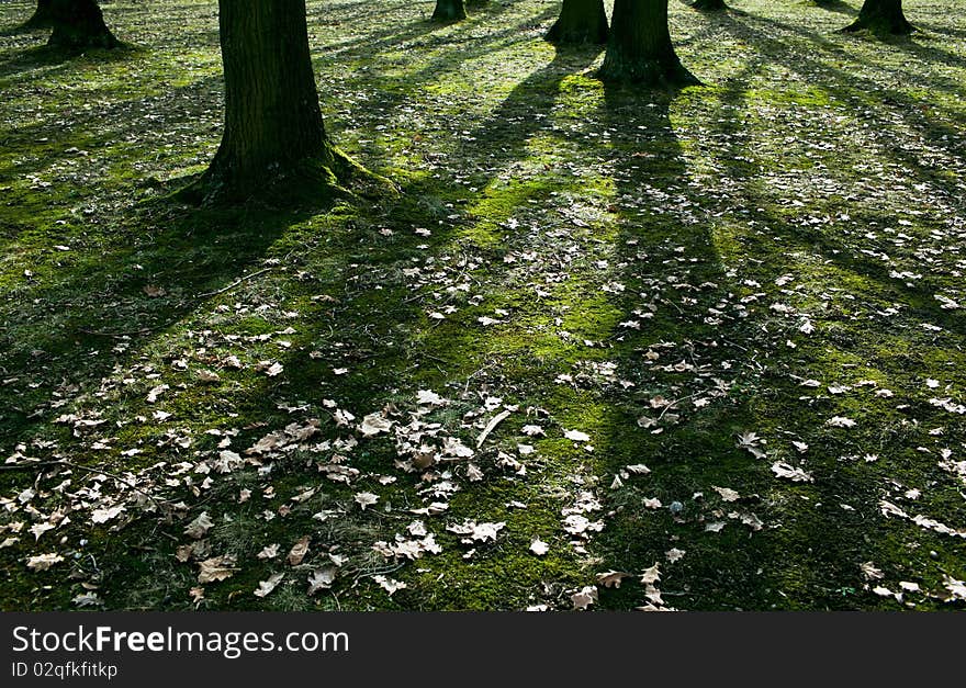 Low early spring setting sun in a forest casting long shadows. Low early spring setting sun in a forest casting long shadows