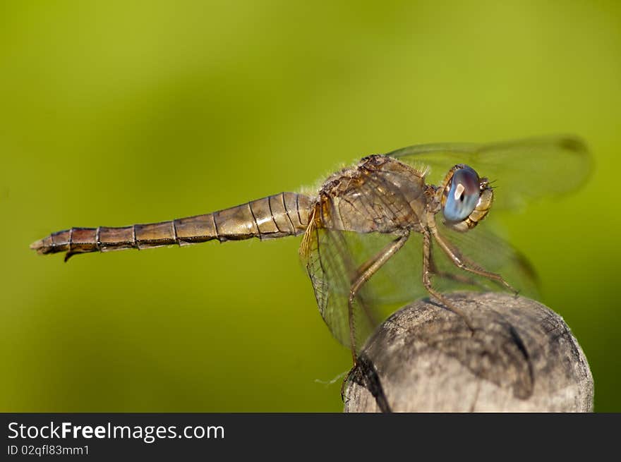 Scarlet Dragonfly (Crocothemis erythraea), macro. Scarlet Dragonfly (Crocothemis erythraea), macro