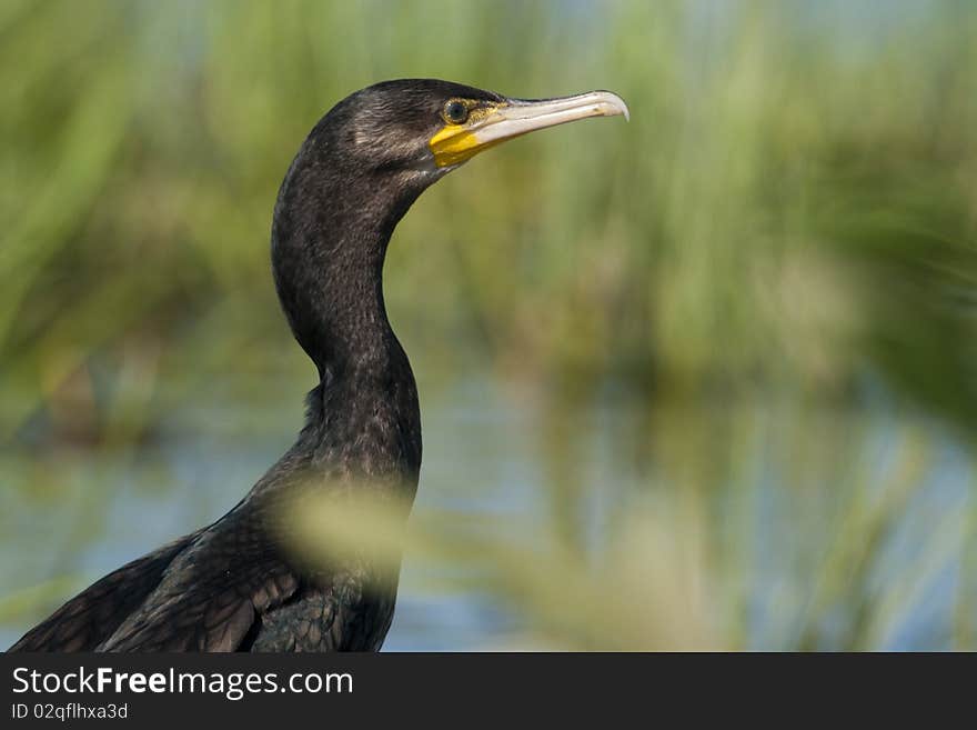 Great Cormorant Portrait