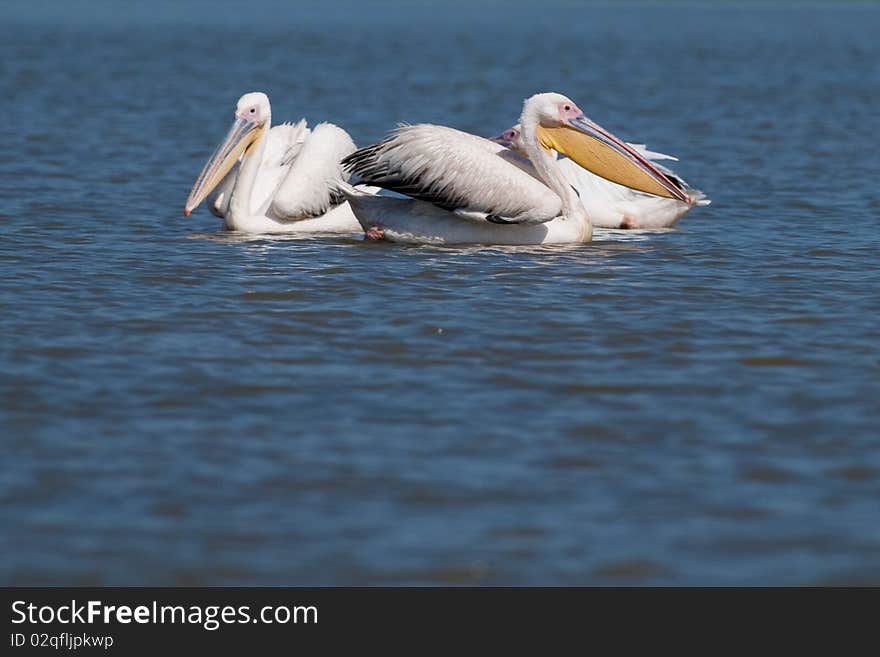 Great White Pelicans In Danube Delta