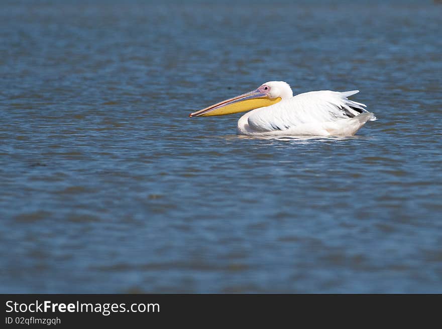 Great White Pelican on Water