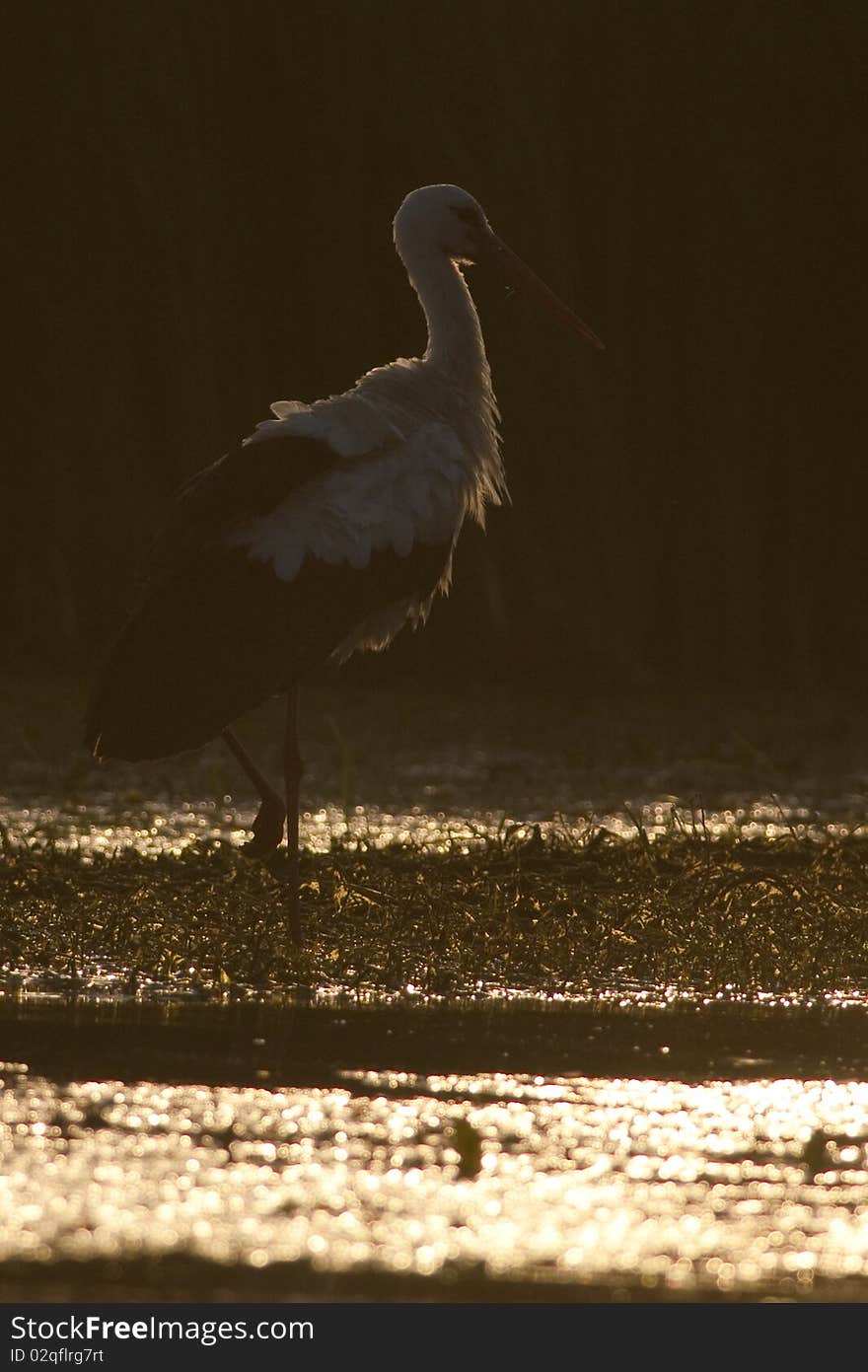 White Stork in Sunset Light