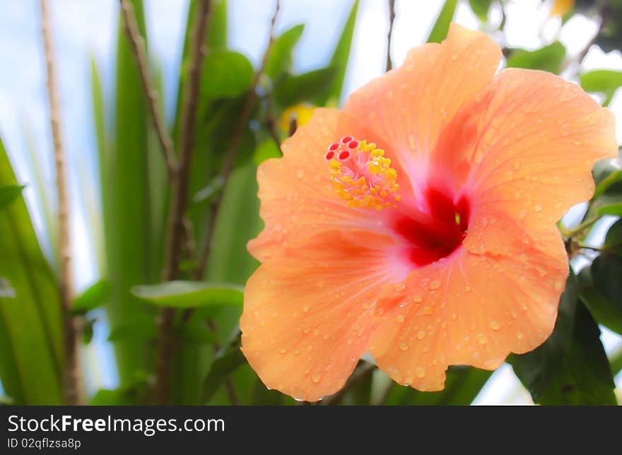 orange flower and drop after rainfal