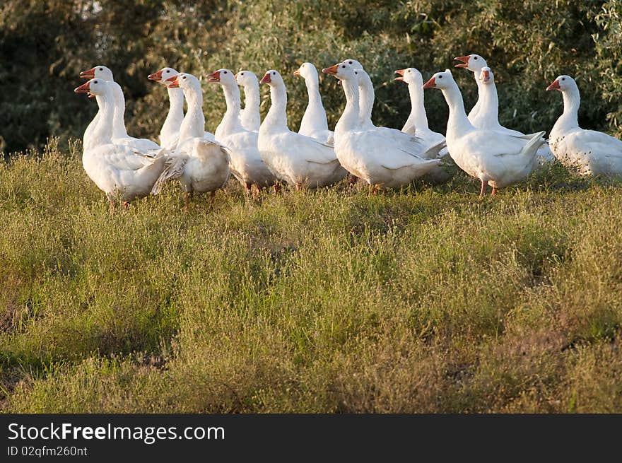 White Domestic Geese