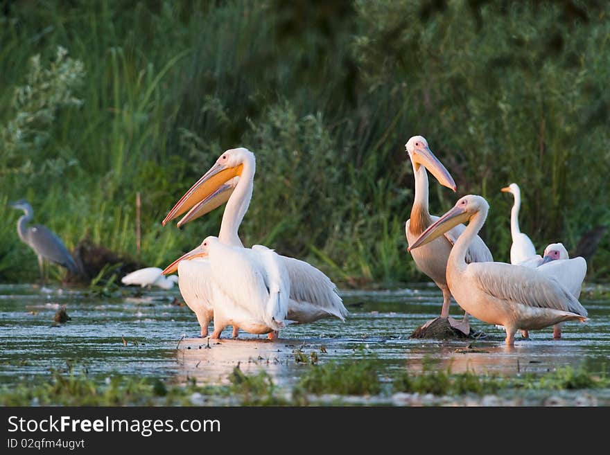 Great White Pelicans Flock in Shallow Water