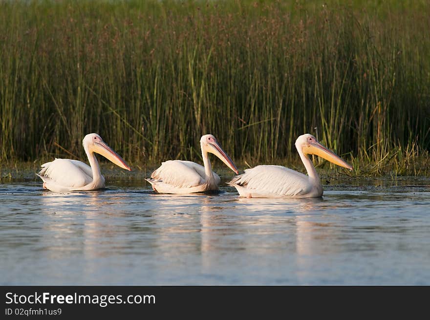 Three great White Pelicans on Water