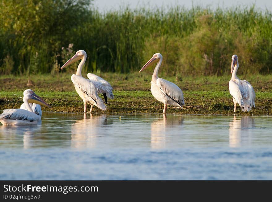 White Pelicans on Shore