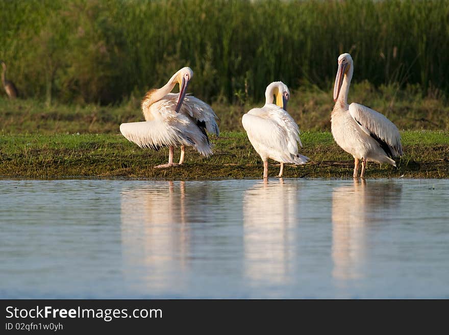 White Pelicans preening