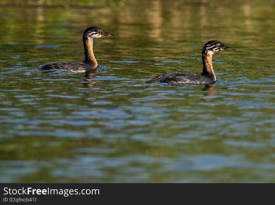 Red Necked Grebe, Chicks