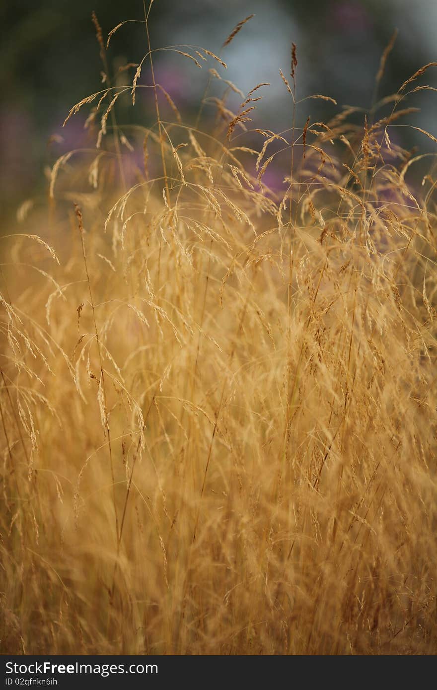 Yellow automn grass