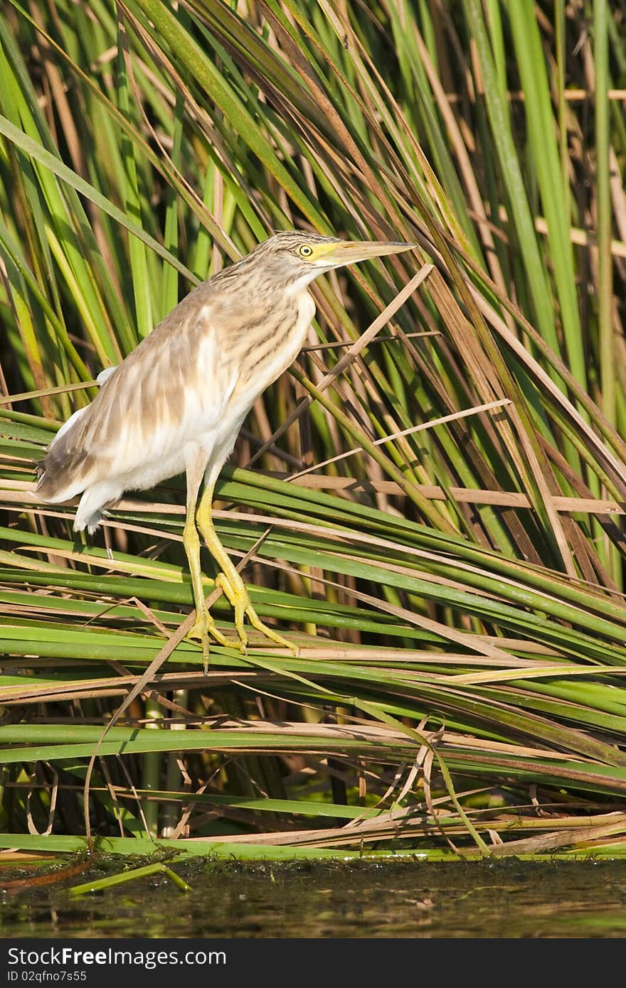 Silky Heron On Reed