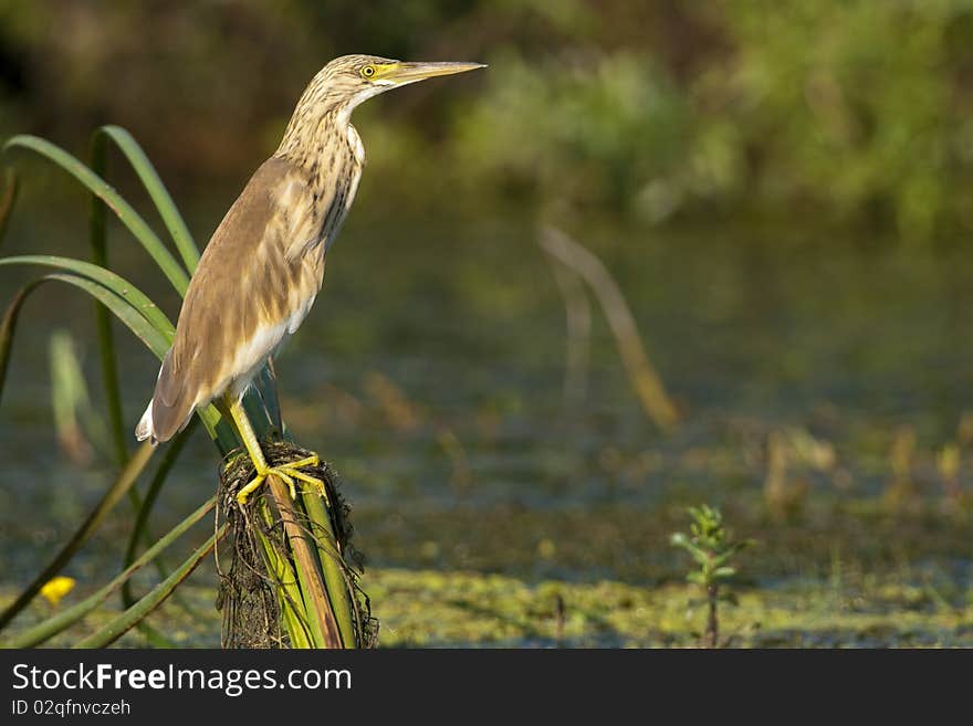 Silky Heron On Reed