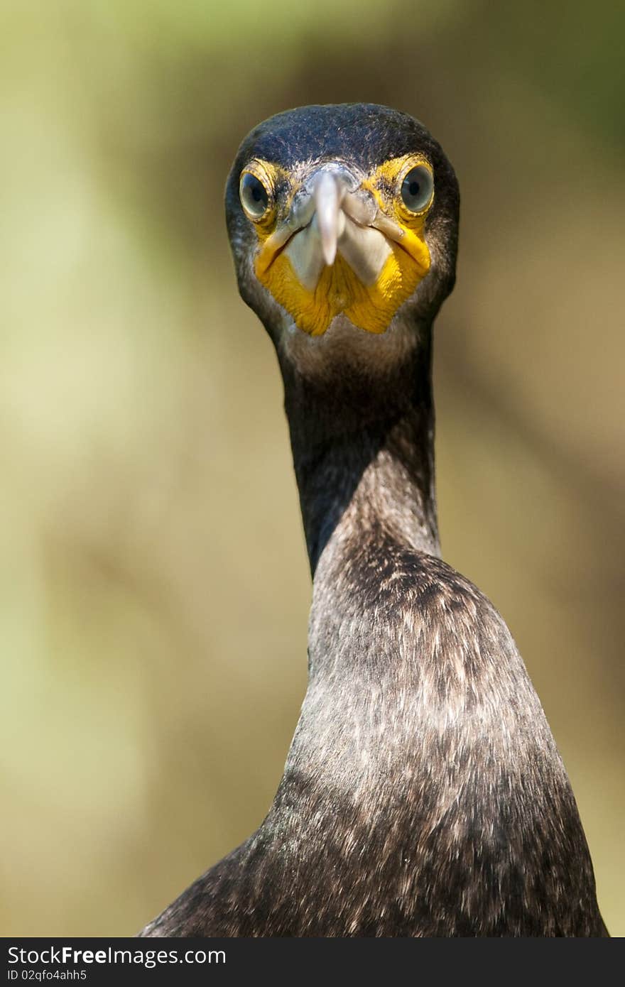 Great Cormorant (Phalacrocorax carbo) Portrait. Great Cormorant (Phalacrocorax carbo) Portrait