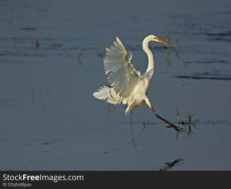 Great Egret