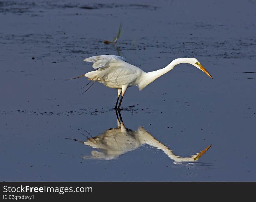 Great Egret in pond