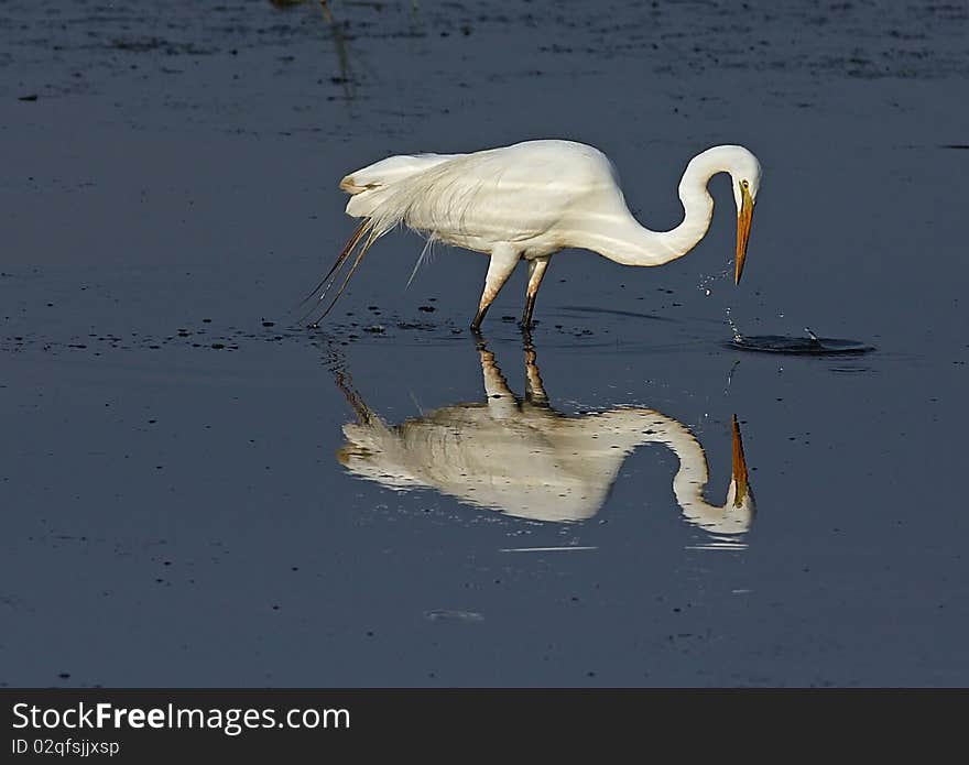 Great Egret Reflection In Water