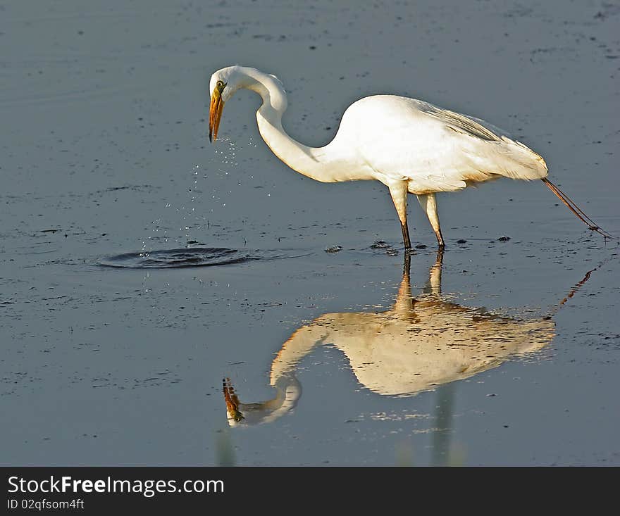 Great Egret Standing In Water