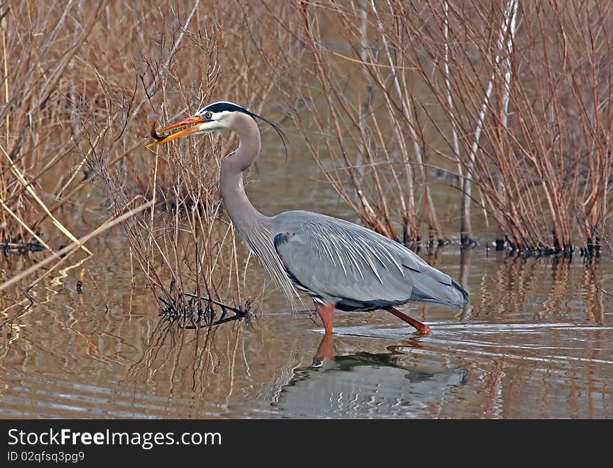 Great Blue Heron with fish