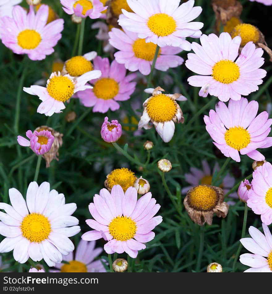 Background of the nature,flower in the sunshine. Background of the nature,flower in the sunshine.