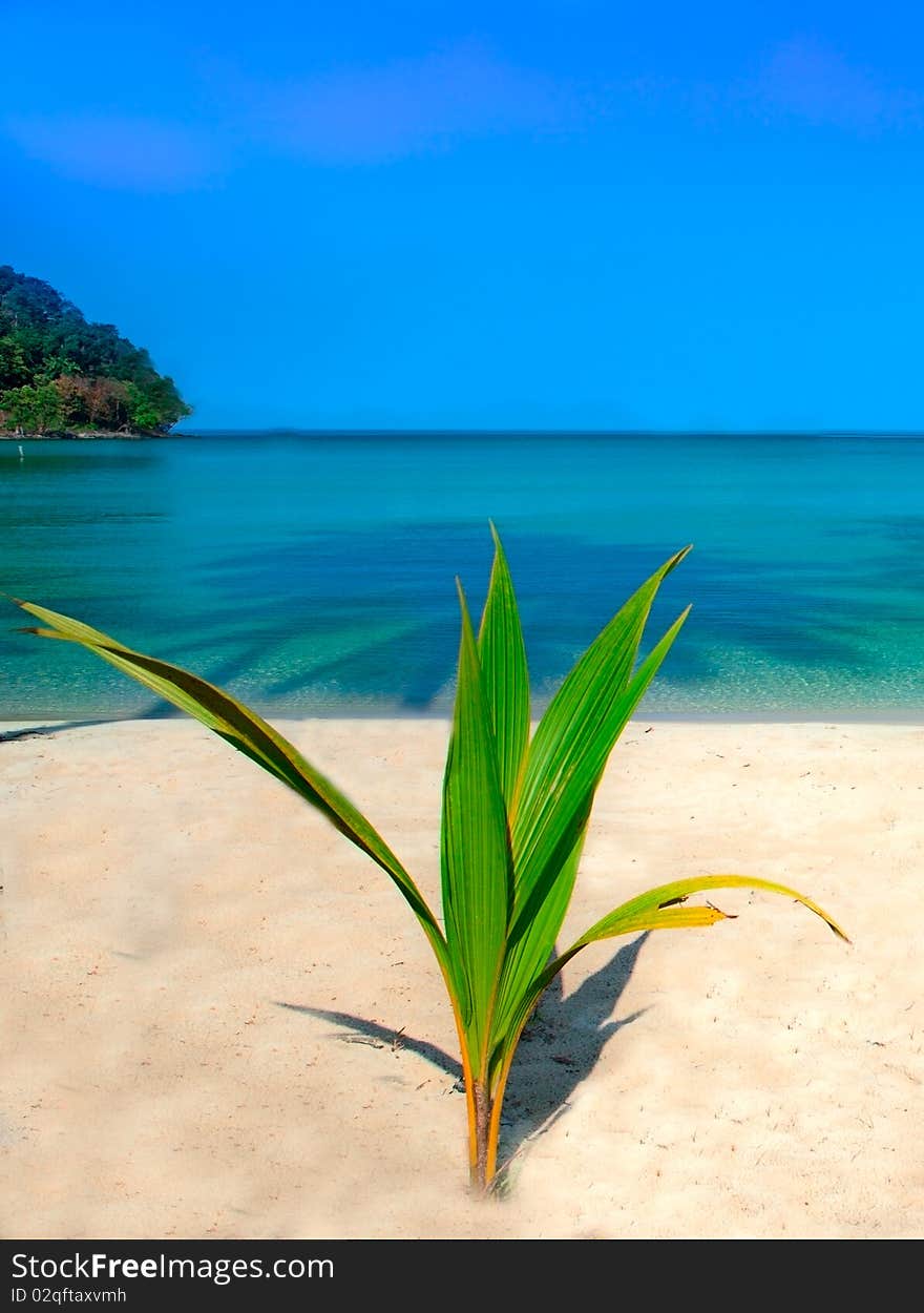 Small plant on the sand and sea background. Small plant on the sand and sea background